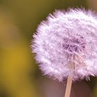 Pusteblume