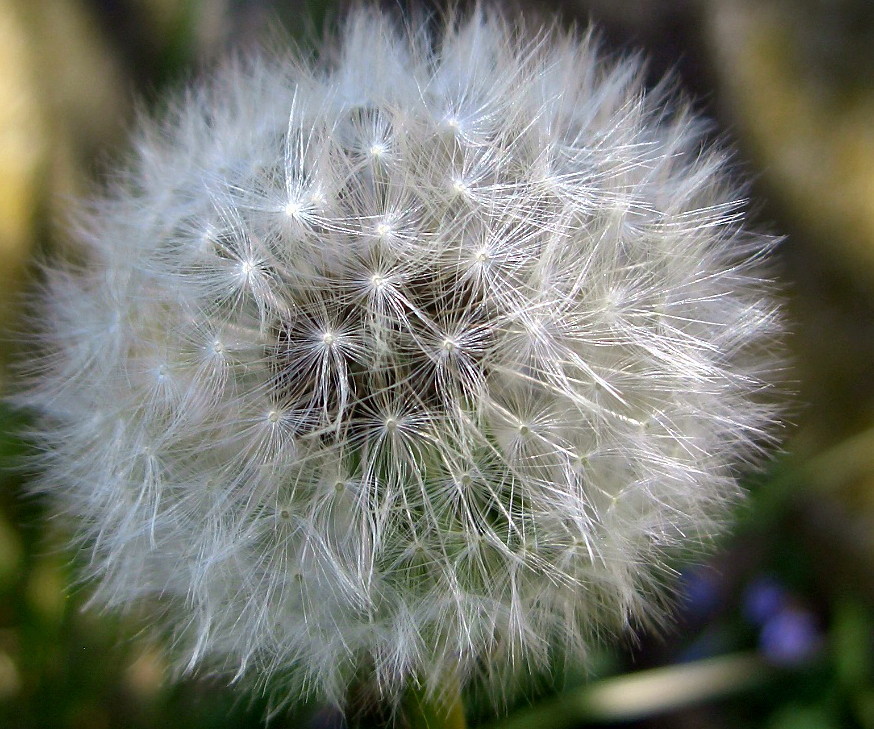 Pusteblume