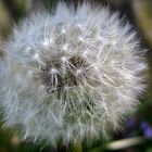 Pusteblume