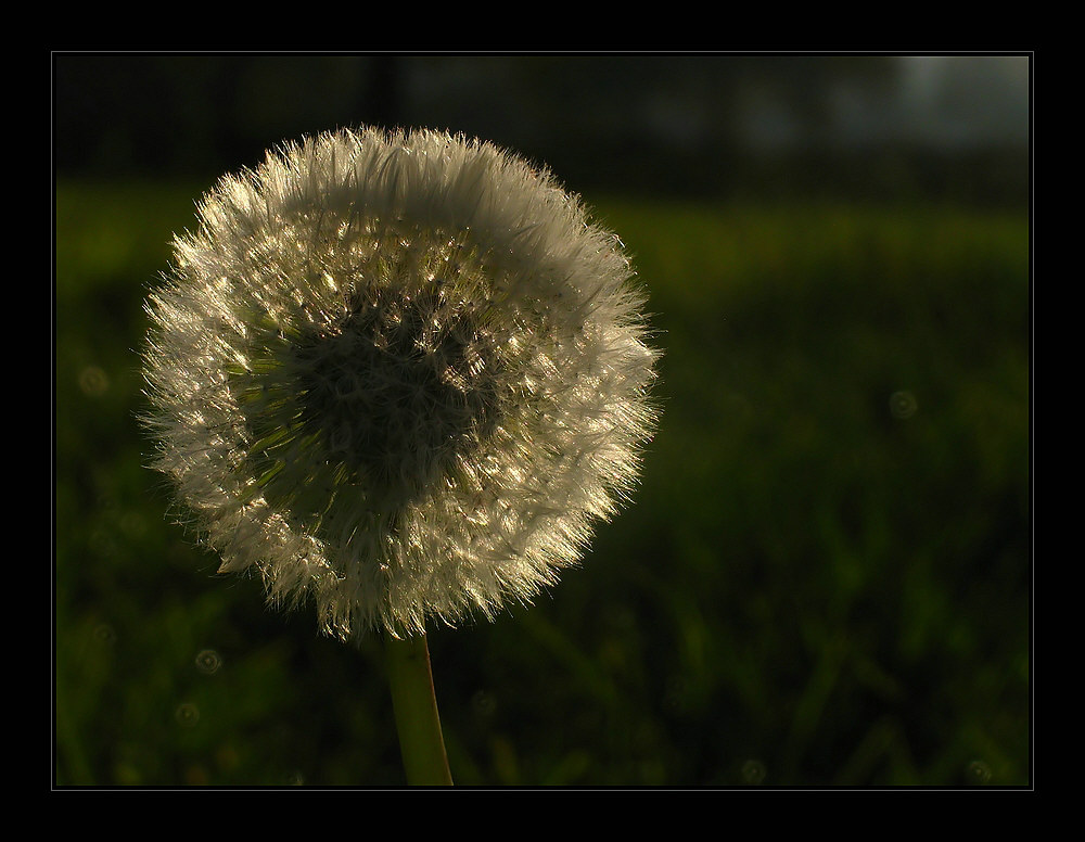 Pusteblume...