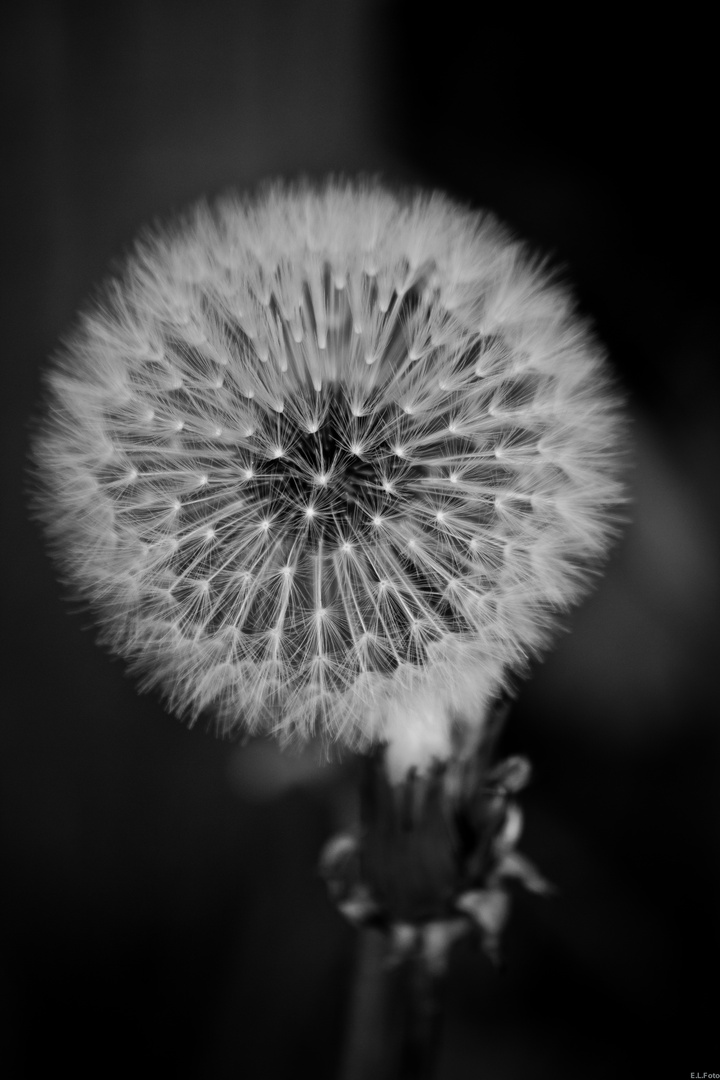 Pusteblume