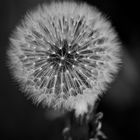 Pusteblume