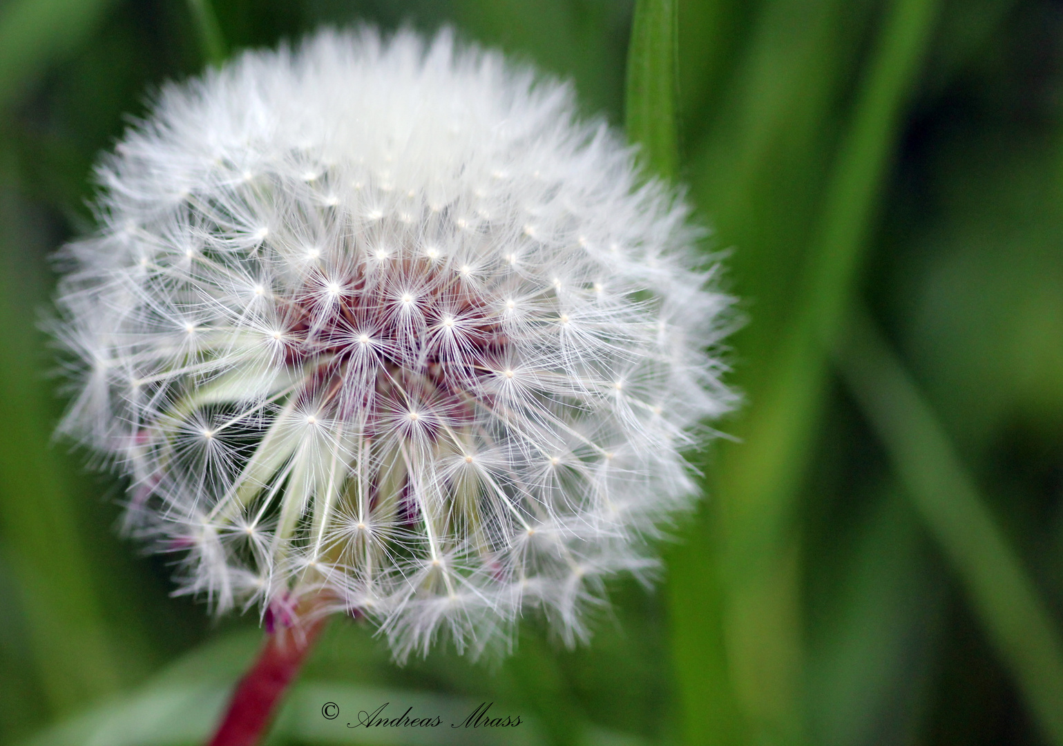 Pusteblume