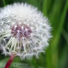 Pusteblume