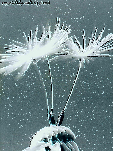 Pusteblume