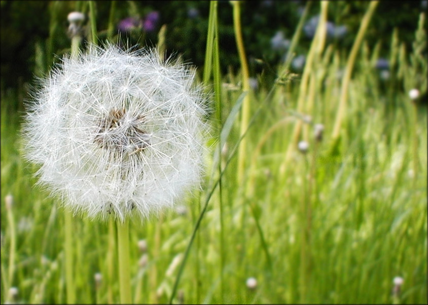 Pusteblume