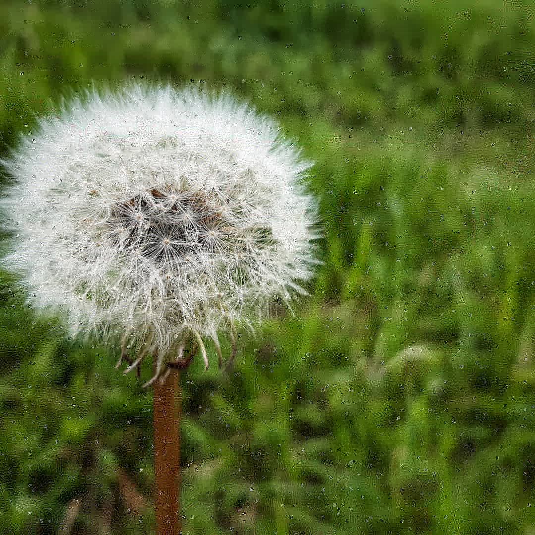 Pusteblume 