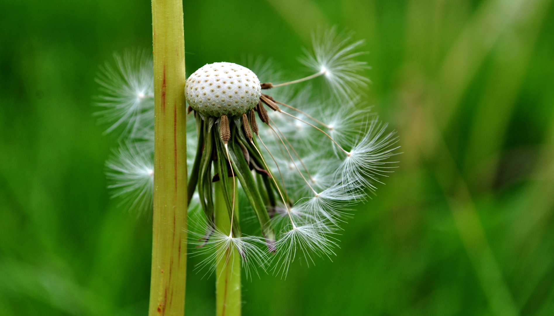 Pusteblume