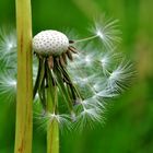 Pusteblume