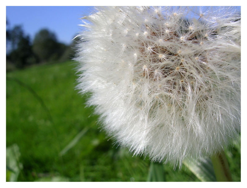 Pusteblume