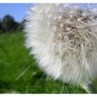 Pusteblume