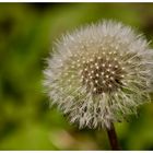 Pusteblume