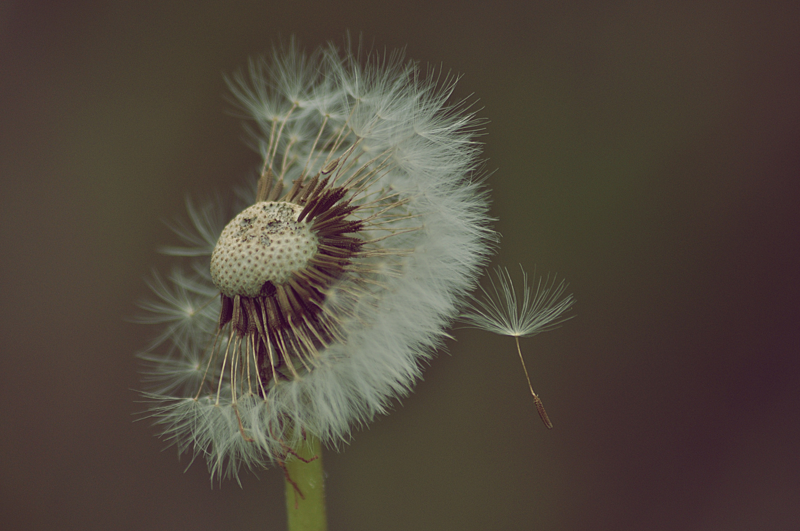 pusteblume