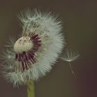 pusteblume