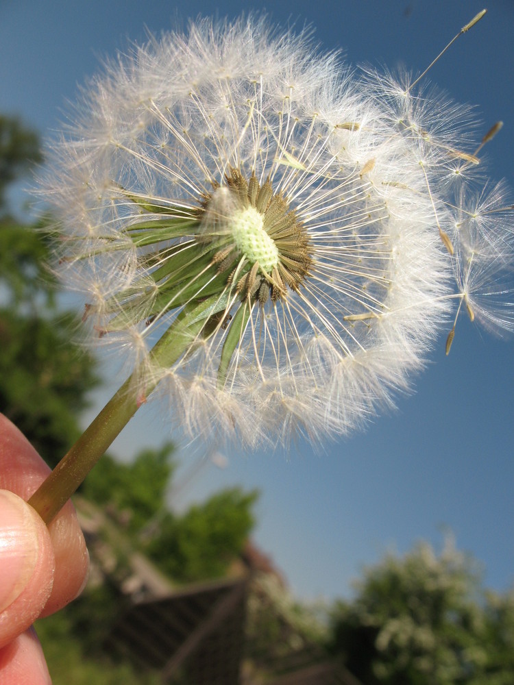 Pusteblume