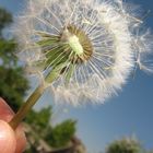 Pusteblume