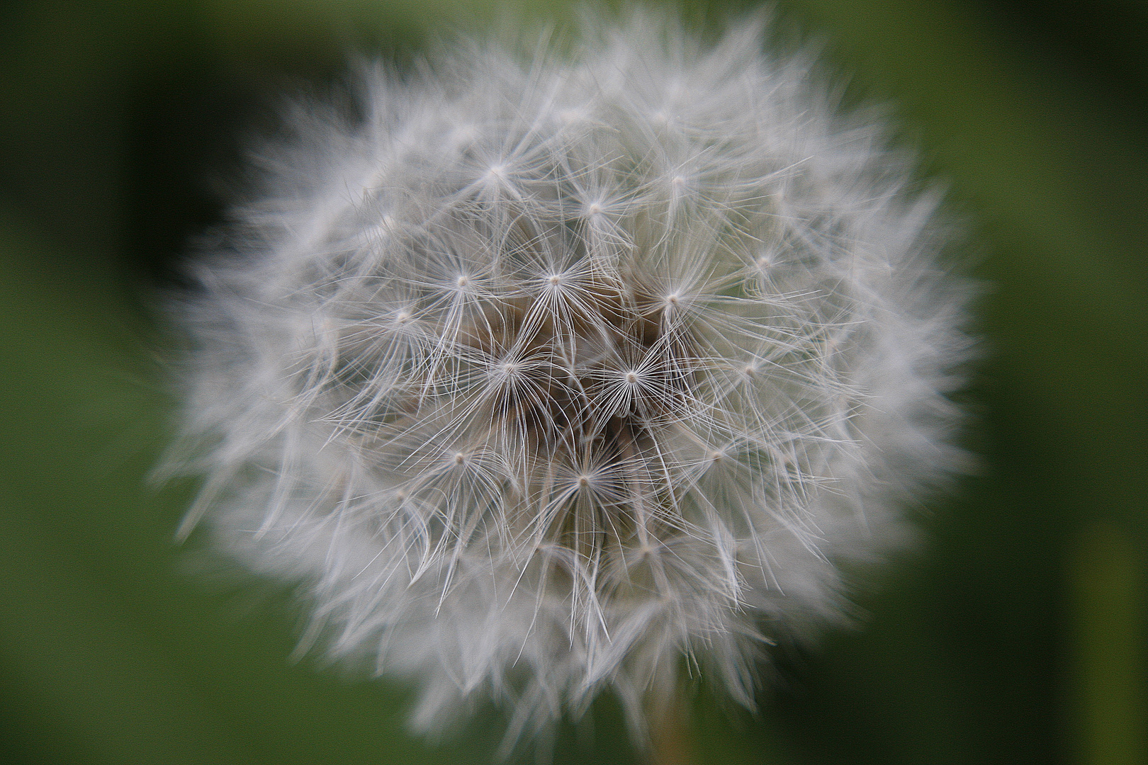 Pusteblume