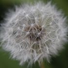 Pusteblume