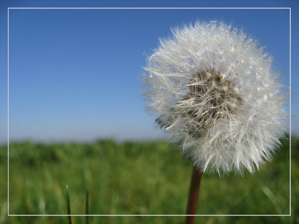 PUSTEBLUME