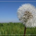 PUSTEBLUME