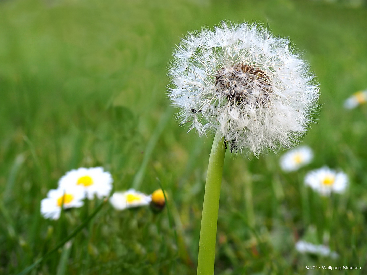 Pusteblume