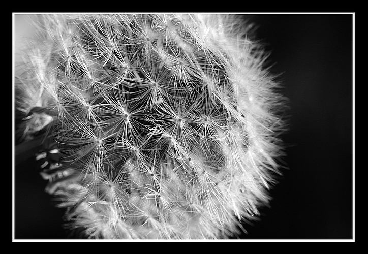 pusteblume