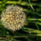 pusteblume