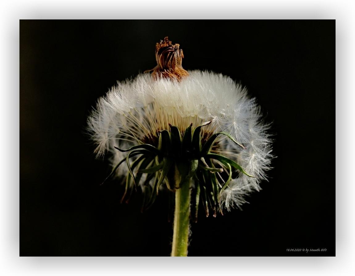 Pusteblume 