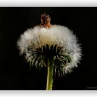 Pusteblume 