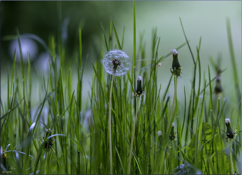 Pusteblume