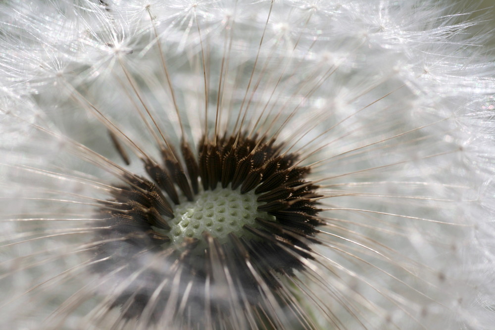 Pusteblume