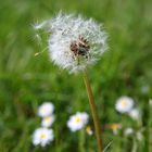 Pusteblume