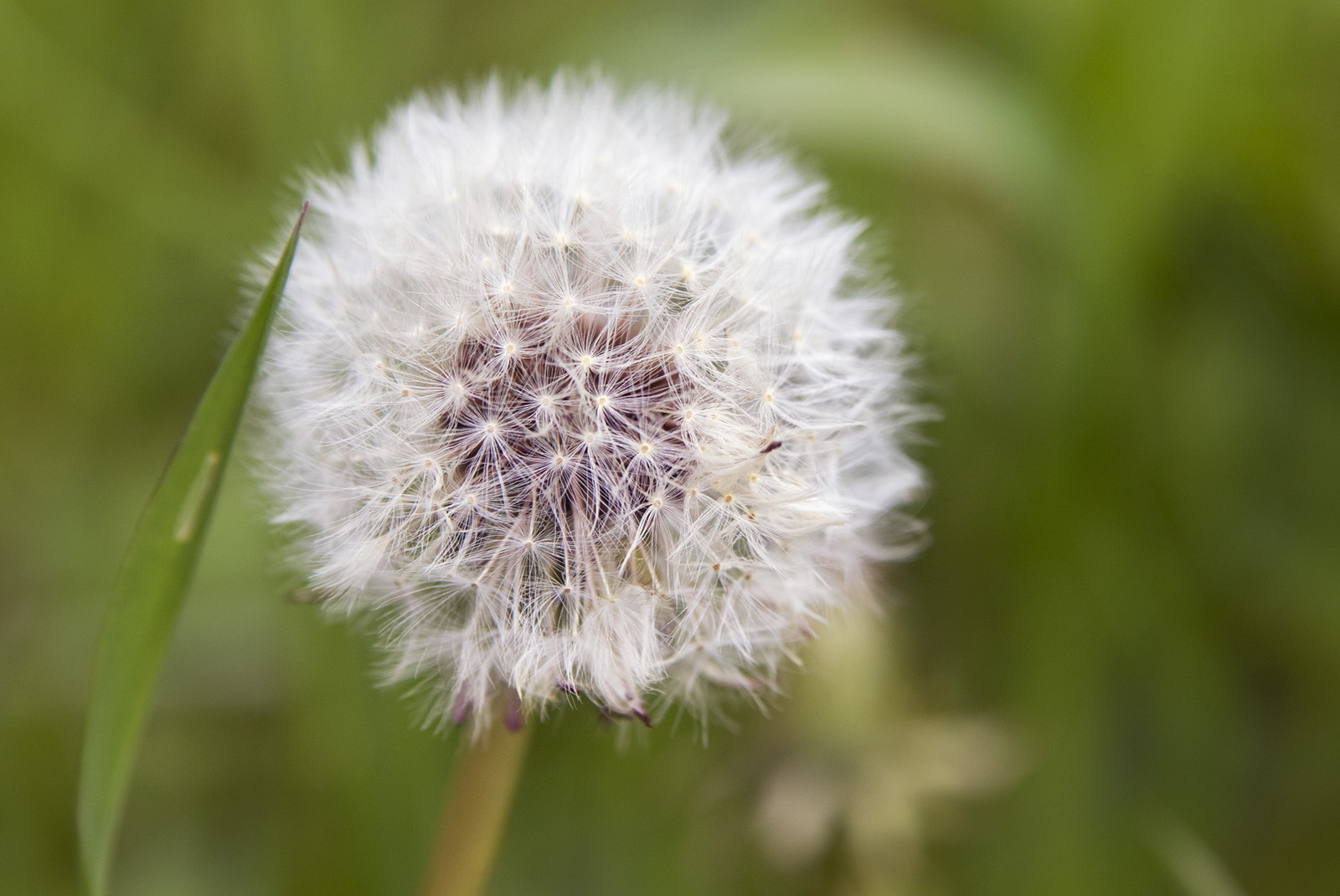 Pusteblume 