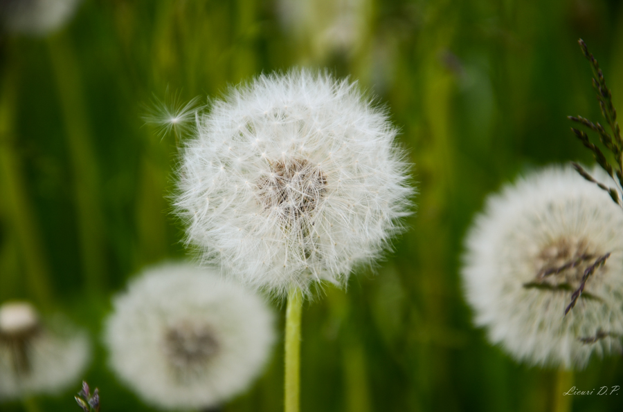 Pusteblume