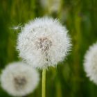 Pusteblume