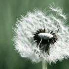 Pusteblume