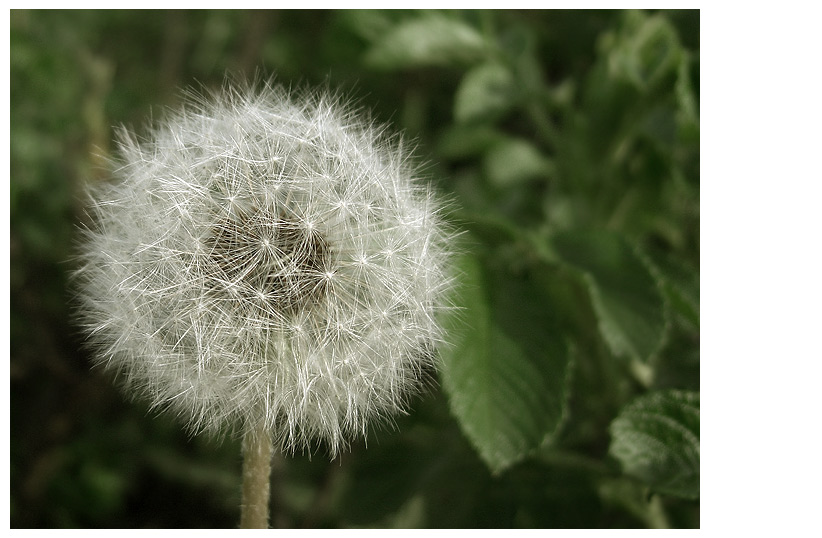 ~ Pusteblume ~