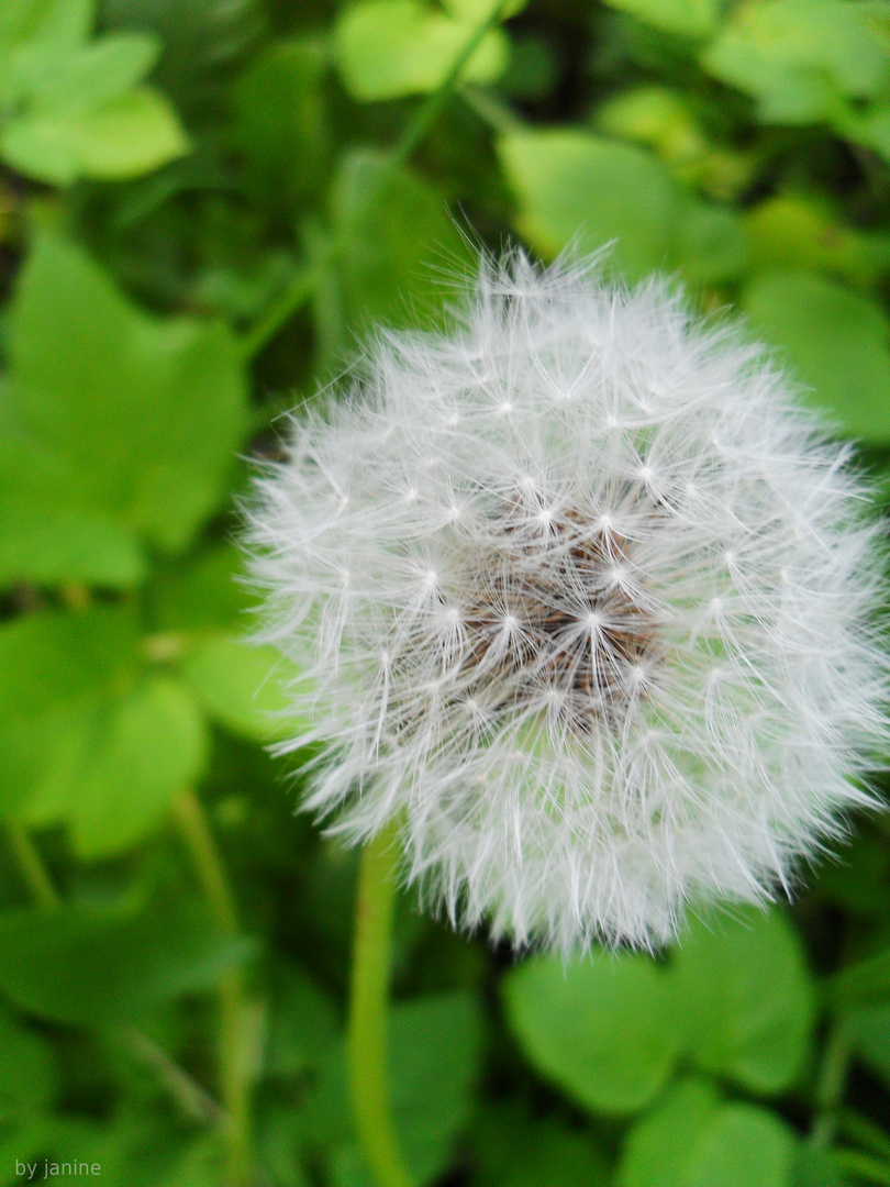 Pusteblume