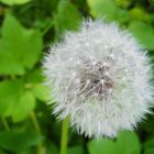 Pusteblume