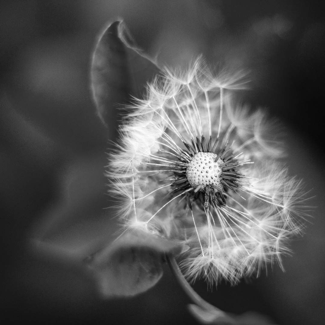 Pusteblume