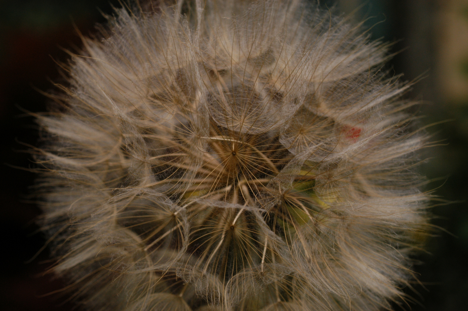 pusteblume