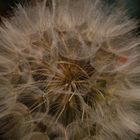 pusteblume