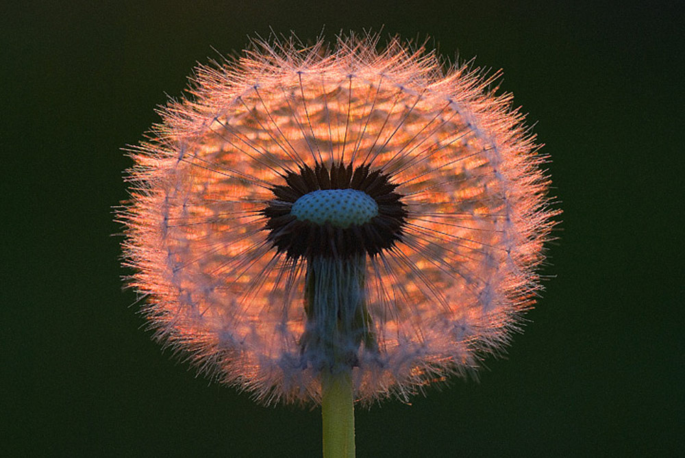 Pusteblume