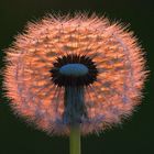 Pusteblume