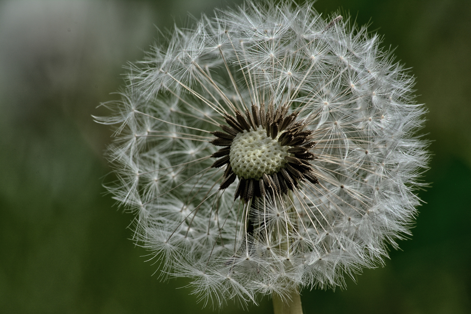 Pusteblume