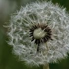 Pusteblume