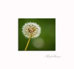 Pusteblume