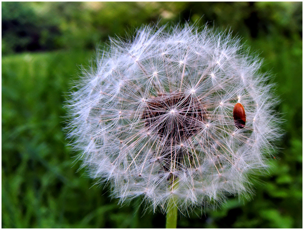 Pusteblume