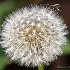 Pusteblume