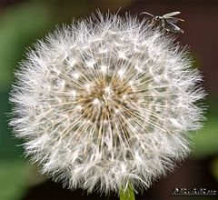 Pusteblume